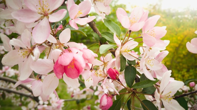 beautiful pink flowers on branch at sunny day