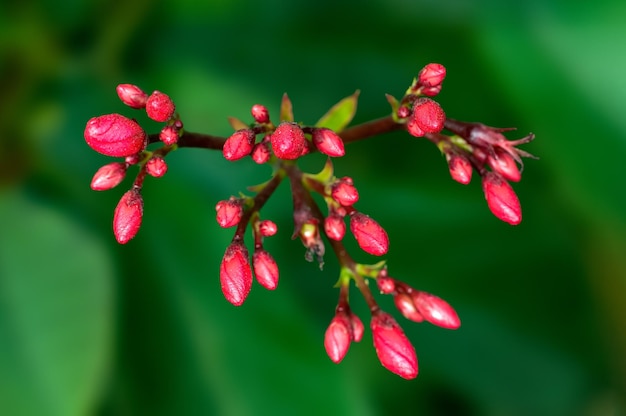 Beautiful pink flowers buds on a plant