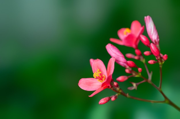 Beautiful pink flowers and buds on a plant