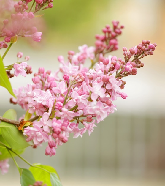 Beautiful pink flowers in the garden, spring day