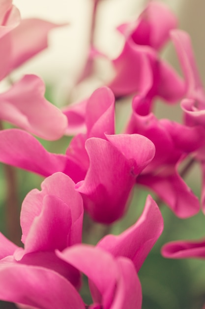 Beautiful pink flowers in the garden with bokeh background