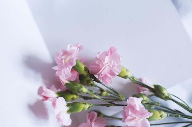 Beautiful pink flowers and postcard