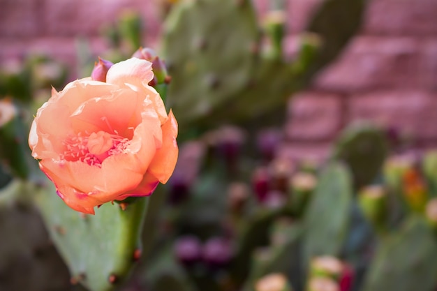 Beautiful pink flowers of a spiny cactus