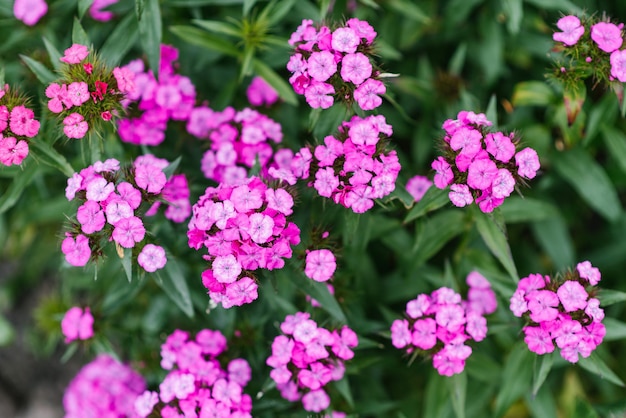 Beautiful pink flowers of Turkish carnation in summer in the garden