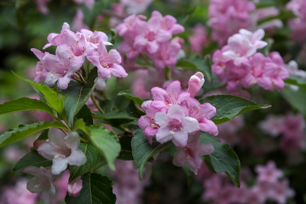 Beautiful pink flowers Weigela in a blooming garden in spring garden Flower of weigela florida