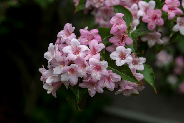 Beautiful pink flowers Weigela in a blooming garden in spring garden Flower of weigela florida