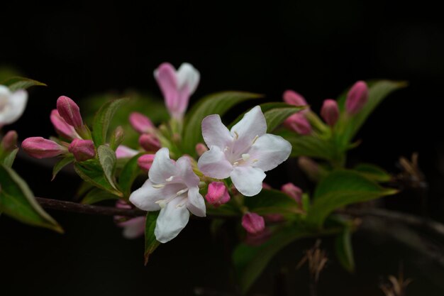 Photo beautiful pink flowers weigela florida flowers of weigela florida blooming garden in spring garden in day