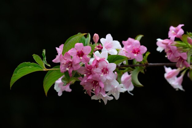 Photo beautiful pink flowers weigela florida flowers of weigela florida blooming garden in spring garden in day