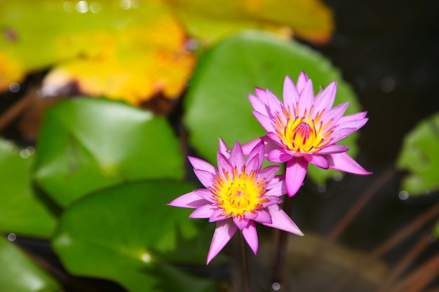 Beautiful pink flowers