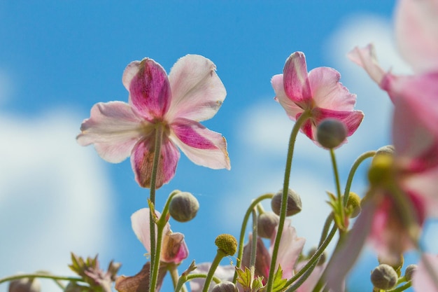 Beautiful pink flowers