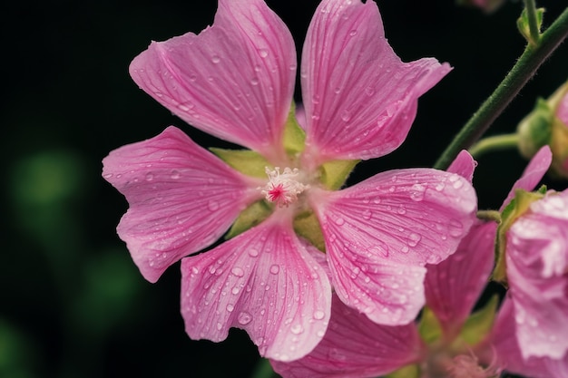 Beautiful pink fresh flowers and buds with drops after rain close up