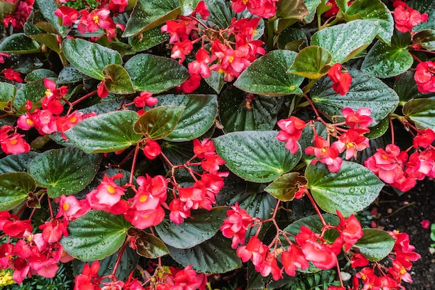 Beautiful pink garden flowers with raindrops on the leaves