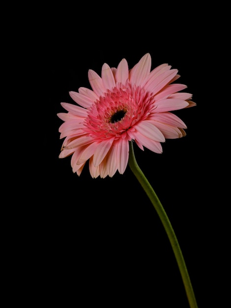 Beautiful pink gerbera daisy flower