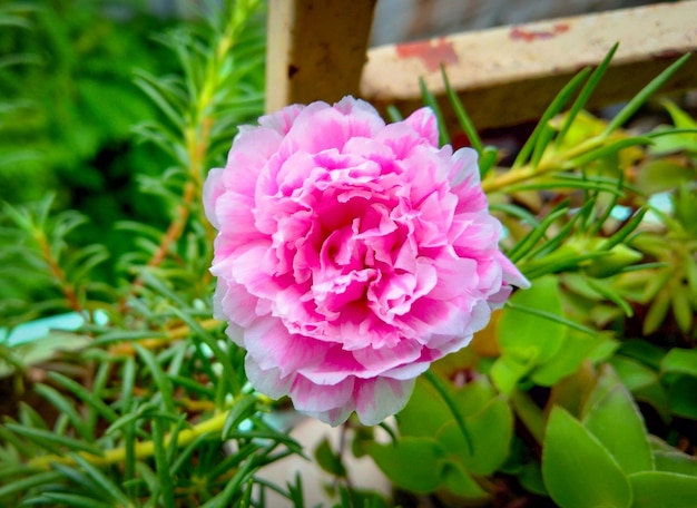 Beautiful pink Grass flower on green grass close-up shot. Blooming rose flower. Summer blossom. Lovely light pink rose flowers in a rose garden in summertime. Grass flower glowing image.