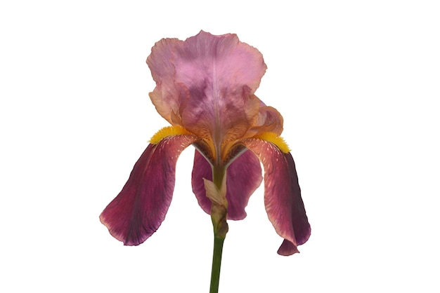 Beautiful pink iris flower isolated on white background. Easter. Summer. Spring. Flat lay, top view. Love. Valentine's Day. Floral pattern, object. Nature concept