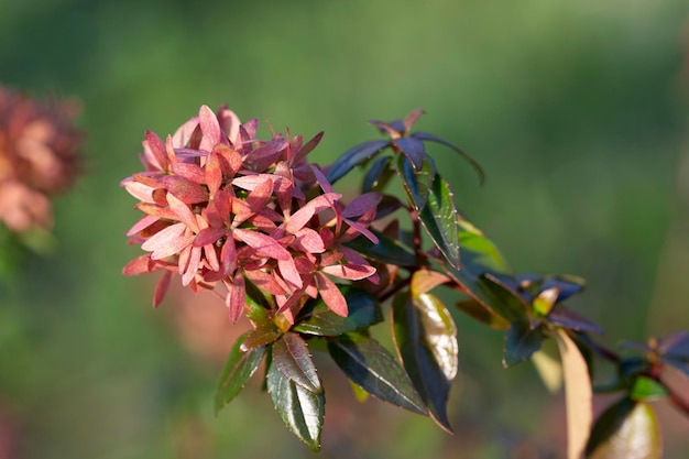 Beautiful pink jungle geranium spike flower King Ixora blooming Ixora chinensis Rubiaceae flower