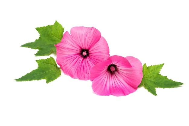 Beautiful pink lavatera flower with leaves isolated on white background. Flat lay, top view