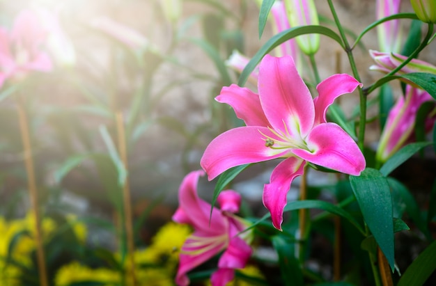 Beautiful pink lilly flower in garden, 