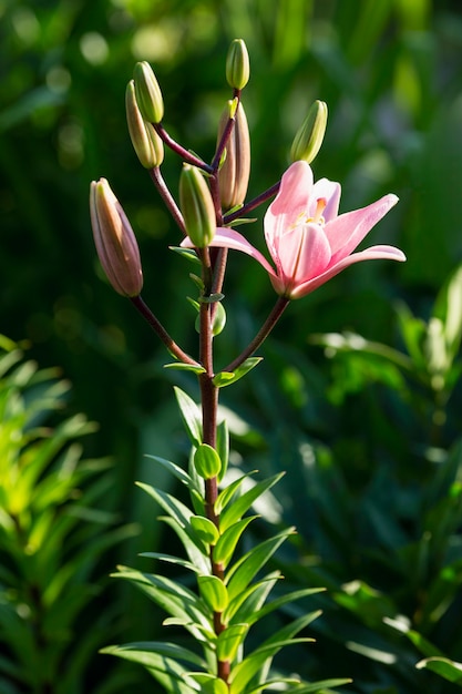 Beautiful pink lily in the garden. Vertical. Close-up.