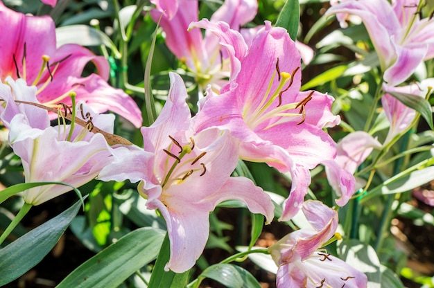 Beautiful pink lily in the garden.