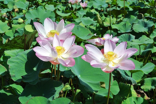 Beautiful pink lotus flower in blooming 