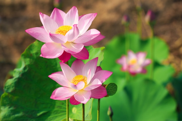 Beautiful pink lotus flower in blooming