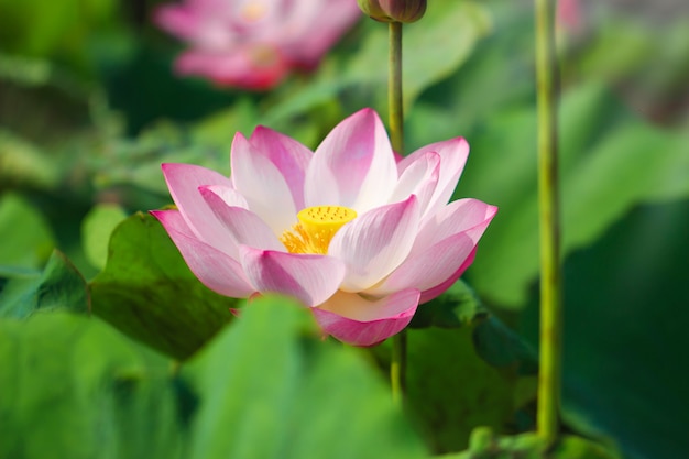 Beautiful pink lotus flower in blooming