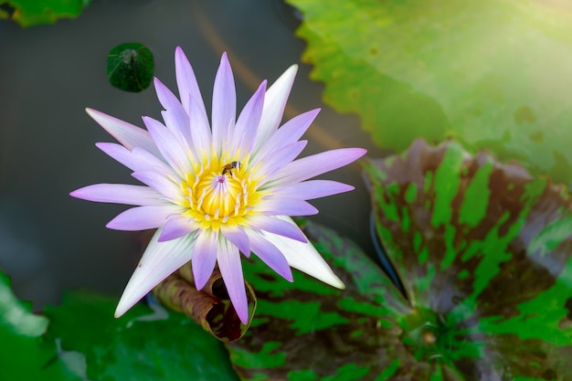 Beautiful Pink Lotus Flower . Close focus with green leaf in in pond, deep blue water surf