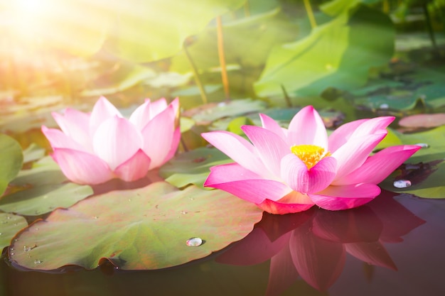 Beautiful pink Lotus flower in nature for background