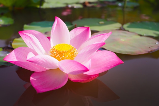 Beautiful pink Lotus flower in nature for background