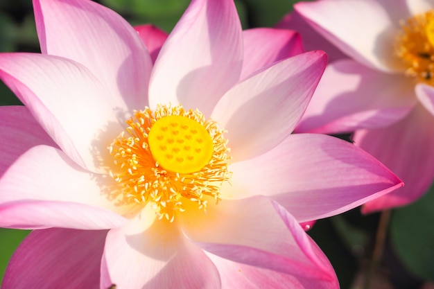 Beautiful pink lotus flower in nature with sunrise for background