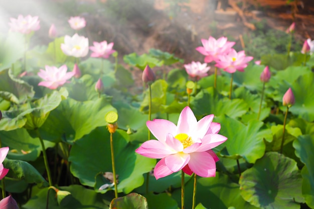 Beautiful pink lotus flower in nature with sunrise for background