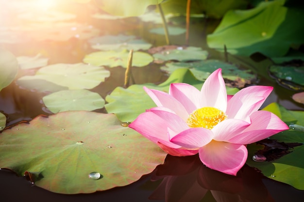 Beautiful pink lotus flower in nature with sunrise for background