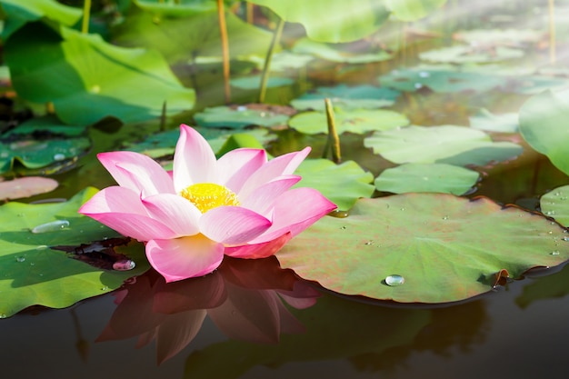 Beautiful pink lotus flower in nature with sunrise