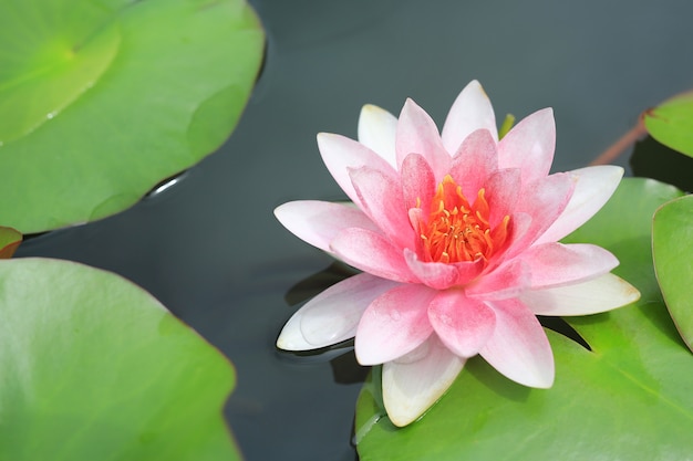 Beautiful pink Lotus flower in pond, Close-up Water lily and leaf in nature.