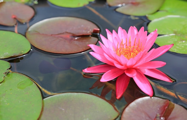 Beautiful pink Lotus flower in pond, Close-up Water lily and leaf in nature.