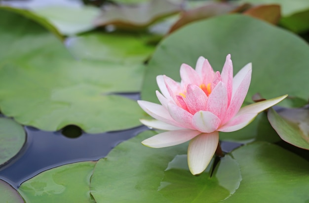 Beautiful pink Lotus flower in pond, Close-up Water lily and leaf in nature.