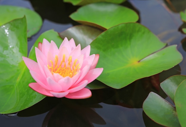 Beautiful pink Lotus flower in pond, Close-up Water lily and leaf in nature.