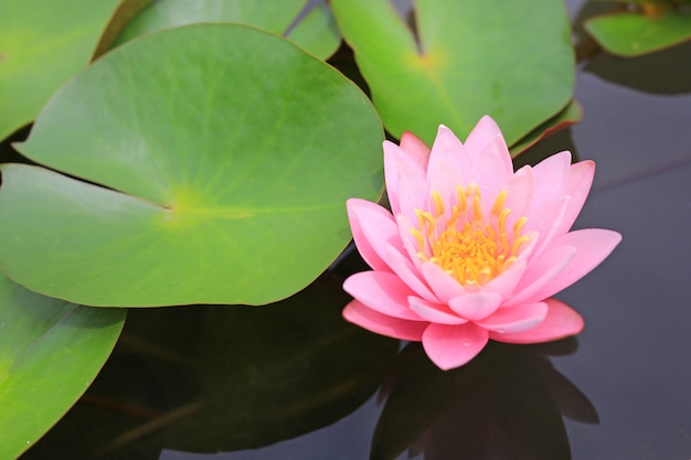 Beautiful pink Lotus flower in pond, Close-up Water lily and leaf in nature.