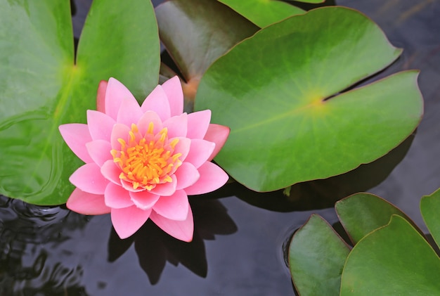 Beautiful pink Lotus flower in pond, Close-up Water lily and leaf in nature.