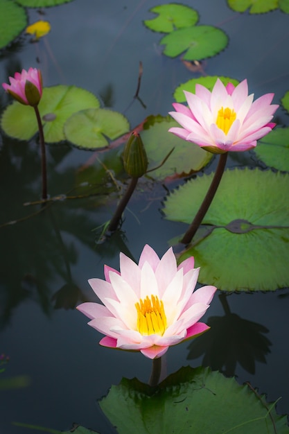 Beautiful pink lotus flower with green leaf.