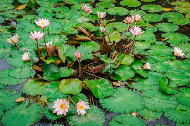 Beautiful pink lotus flower with green leaf.