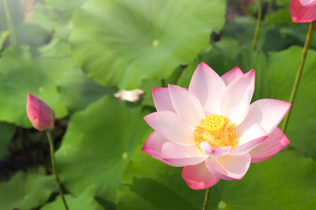 Beautiful pink Lotus flower with green leaves nature in river