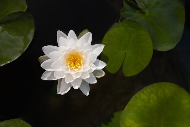 Beautiful pink lotus in pond