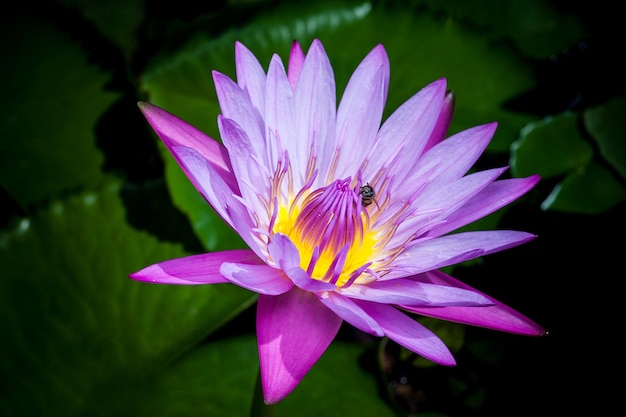 Beautiful pink lotus