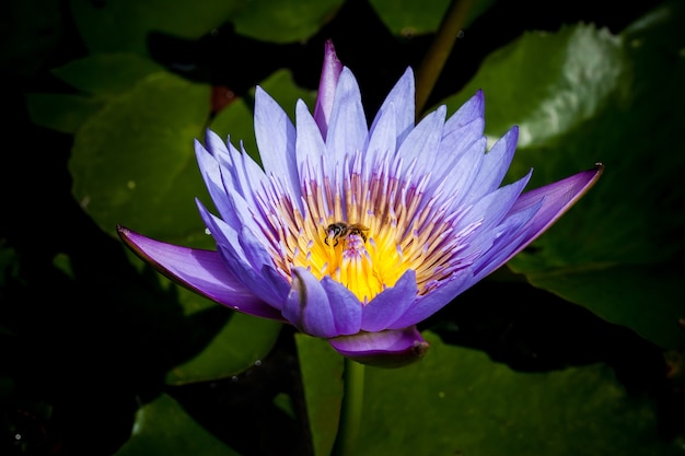 Beautiful pink lotus