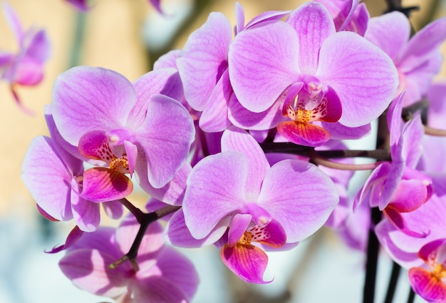 Beautiful pink-magenta orchid flowers cluster on snow