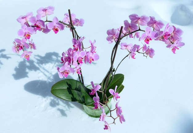 Beautiful pink-magenta orchid flowers plant on snow background