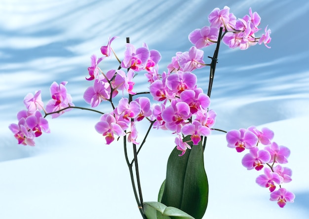 Beautiful pink-magenta orchid flowers plant on snow background