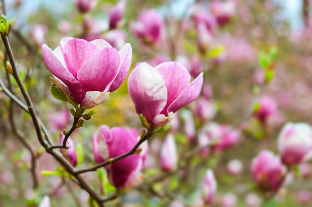 Beautiful pink magnolia branch tree blooming in the spring